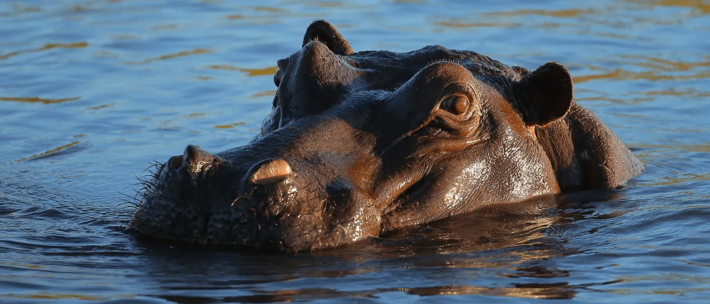 Moments at Caprivi Mutoya Lodge 20